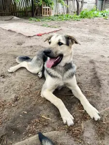 Щенки из усыпалки в дар! Ищут дом или передержку!