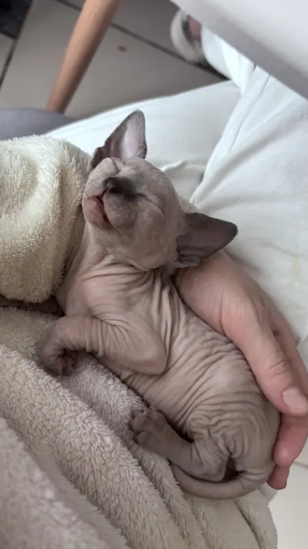 Кошки - Канадский сфинкс котята - Вся Беларусь - Фото 4 Канадский сфинкс котята - Вся Беларусь - 236901 - Доска объявлений Kupika.by - Фото 4