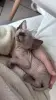 Кошки - Канадский сфинкс котята - Вся Беларусь - Фото 4 Канадский сфинкс котята - Вся Беларусь - 236901 - Доска объявлений Kupika.by - Фото 4