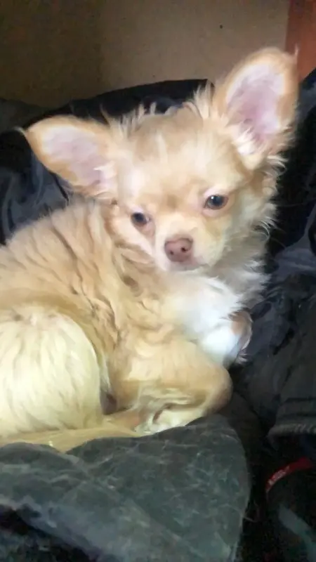 Чихуахуа щенок - Солигорск - 237126 - Доска объявлений Kupika.by - Фото 5