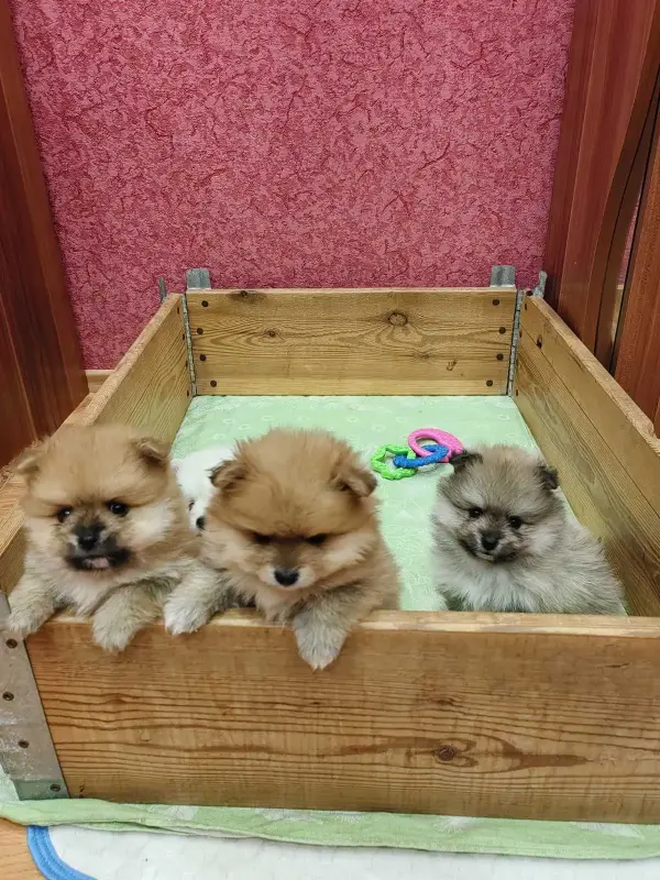 Щенки померанского шпица