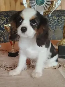 Кавалер кинг чарльз спаниель (мальчик)