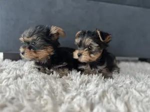 Йоркширский терьер