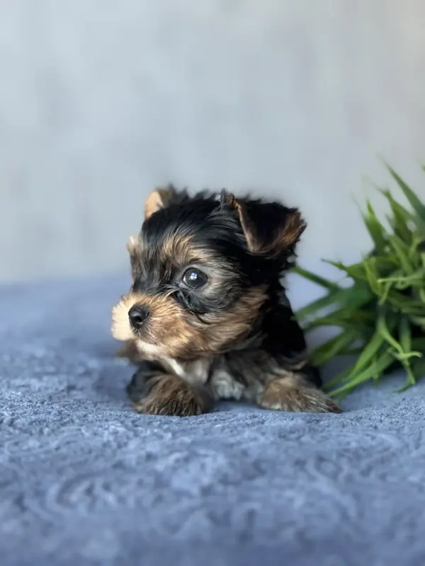 Йоркширский терьер - Вся Беларусь - 237220 - Доска объявлений Kupika.by - Фото 2