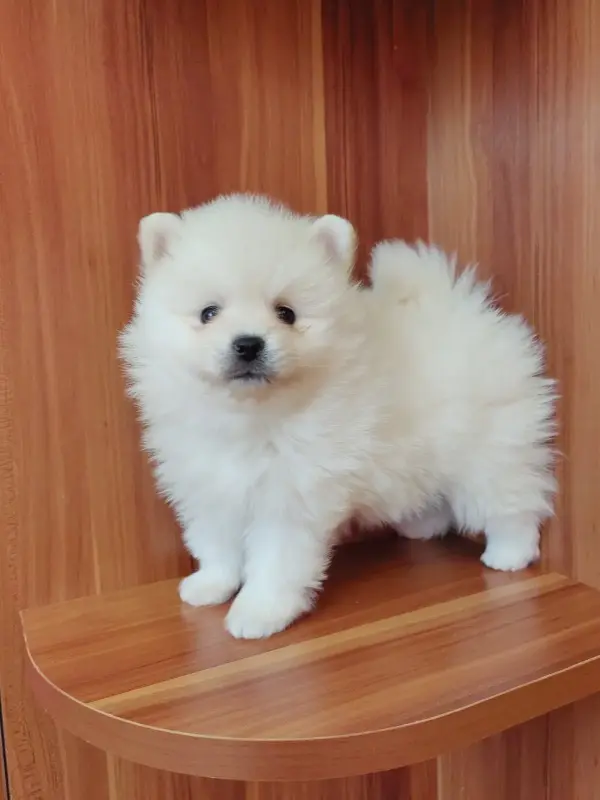 Девочка белого померанского шпица