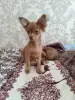 Мальчик чихуахуа красивого окраса - Вся Беларусь - 238325 - Доска объявлений Kupika.by - Фото 5