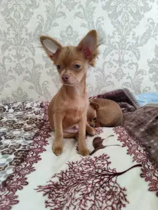 Мальчик чихуахуа красивого окраса