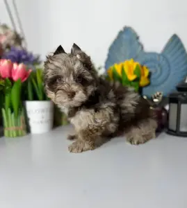 Щенки йорка и бивер-йорк разные окрасы доставка по рб