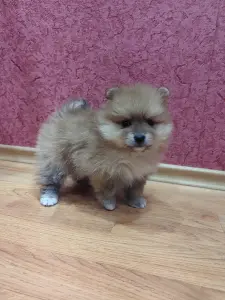 Померанский шпиц девочка.