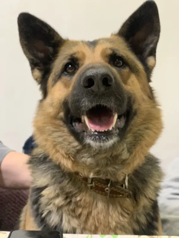 Щенки немецкой овчарки - Вся Беларусь - 237755 - Доска объявлений Kupika.by - Фото 4