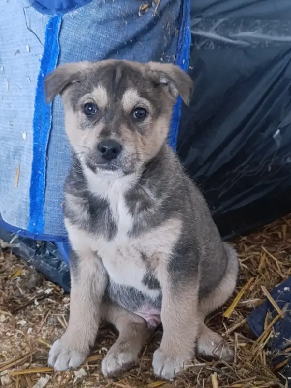 Собаки - Щенки - Вся Беларусь - Фото 7 Щенки - Вся Беларусь - 237522 - Доска объявлений Kupika.by - Фото 7