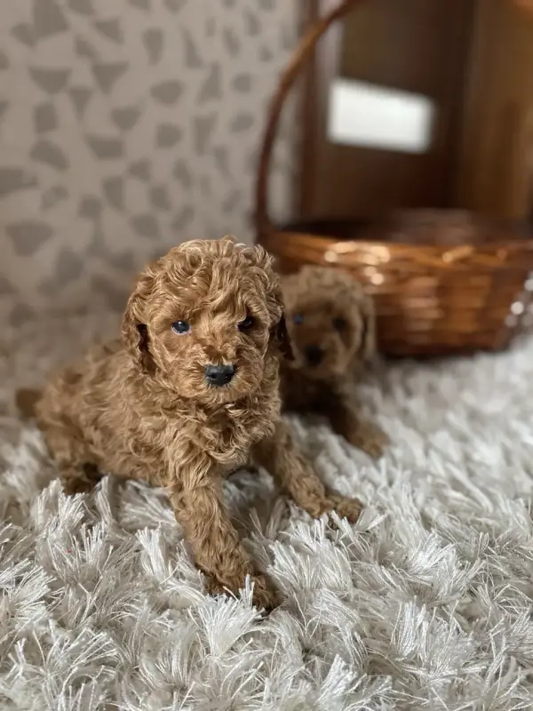 Той-пудель - Заславль - 238165 - Доска объявлений Kupika.by - Фото 2