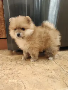 Померанский шпиц девочка.