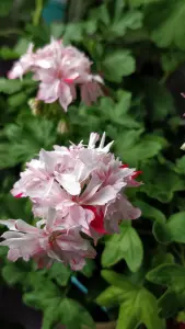 Герань цветущая звёздчатая (Cтеллар) Richard Hodgson