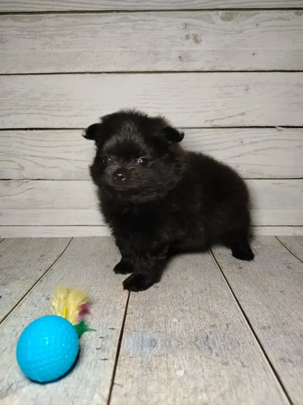 Померанский шпиц, щенки с самым изысканным окрасом! - Вся Беларусь - 238534 - Доска объявлений Kupika.by - Фото 5