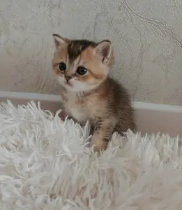 Шотландский малыш