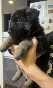 Щенки немецкой овчарки