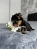 Йоркширский терьер - Вся Беларусь - 237929 - Доска объявлений Kupika.by - Фото 2