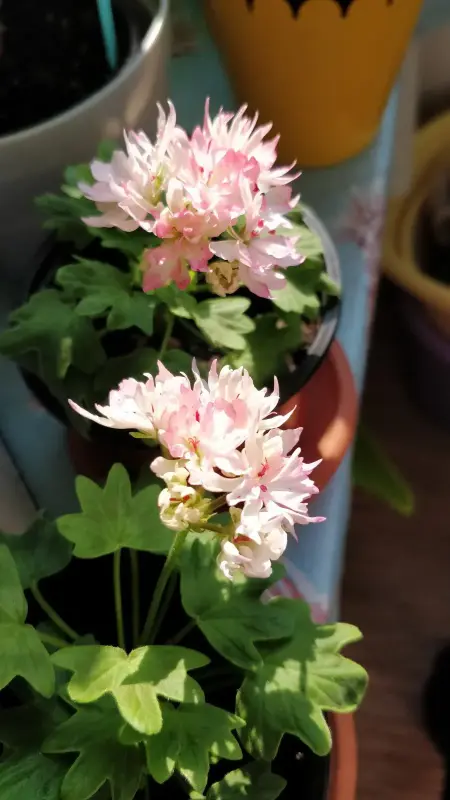 Герань цветущая звёздчатая (Cтеллар) Richard Hodgson - Вся Беларусь - 236037 - Доска объявлений Kupika.by - Фото 4