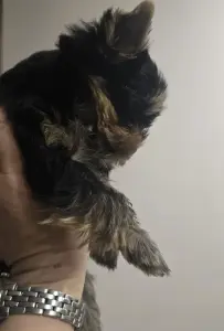 Мини йоркширский терьер