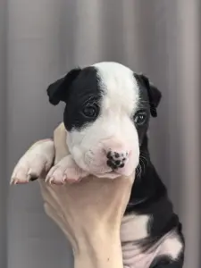 Американский стафордширский терьер