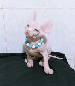 Канадский сфинкс