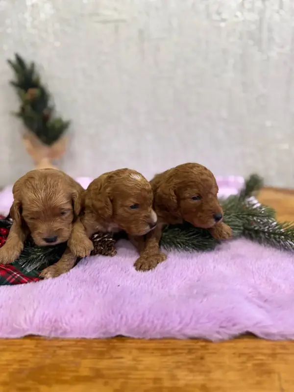 Шоколдюадные щенки мальтипу доставка рб