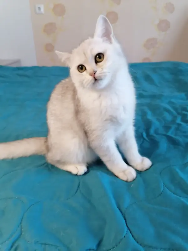 Британский котёнок - Вся Беларусь - 235511 - Доска объявлений Kupika.by - Фото 2