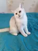 Британский котёнок - Вся Беларусь - 235511 - Доска объявлений Kupika.by - Фото 2
