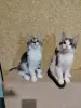 Милые котята мейн-кун, метисы. - Вся Беларусь - 236391 - Доска объявлений Kupika.by - Фото 2