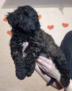 Щенки карликого пуделя