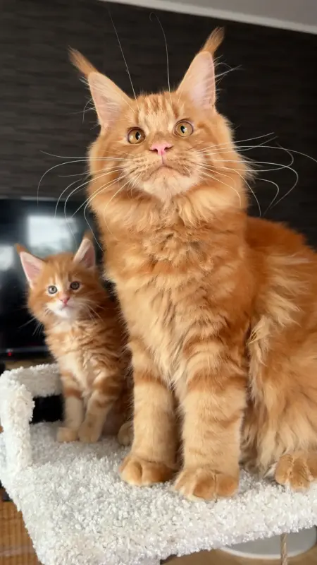 мальчик мейн-кун - Житковичи - 238495 - Доска объявлений Kupika.by - Фото 7