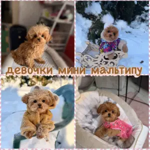 Пушоны мальтипу и той пудель элита разведения