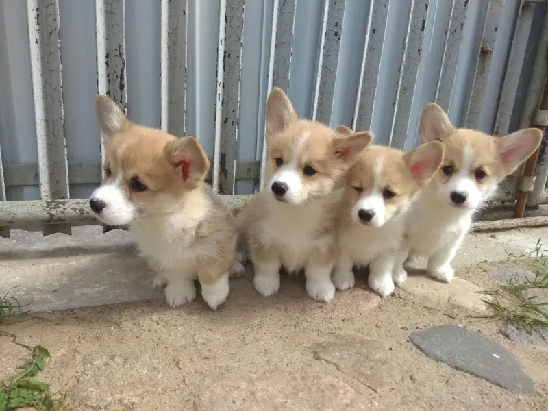 Корги продажа щенков - Вся Беларусь - 236820 - Доска объявлений Kupika.by - Фото 3