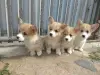 Корги продажа щенков - Вся Беларусь - 236820 - Доска объявлений Kupika.by - Фото 3