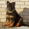 щенки немецкой длинношерстной овчарки - Вся Беларусь - 236790 - Доска объявлений Kupika.by
