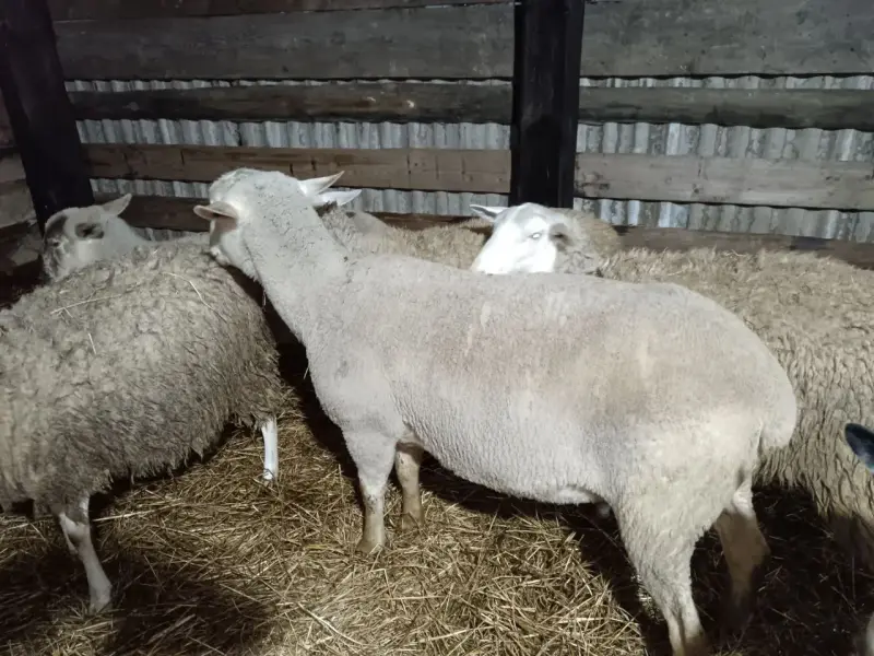 овцы ,бараны