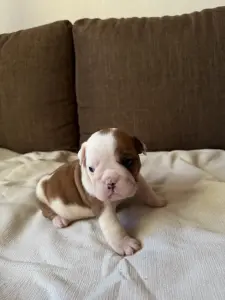 Щенки аглийского бульдога