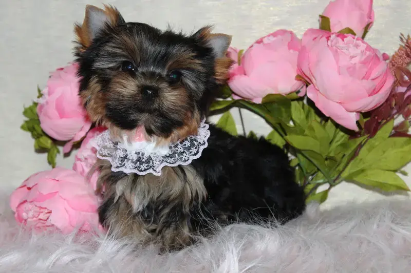 Йорк - Вся Беларусь - 237974 - Доска объявлений Kupika.by - Фото 2