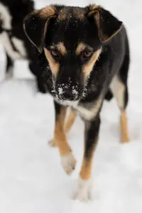 Собака Умнейшая Козявочка ждет свою семью