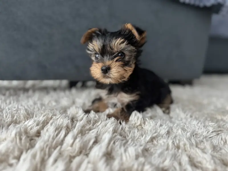 Собаки - Йоркширский терьер - Вся Беларусь - Фото 2 Йоркширский терьер - Вся Беларусь - 237459 - Доска объявлений Kupika.by - Фото 2