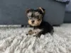 Собаки - Йоркширский терьер - Вся Беларусь - Фото 2 Йоркширский терьер - Вся Беларусь - 237459 - Доска объявлений Kupika.by - Фото 2