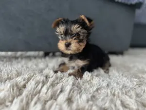 Йоркширский терьер