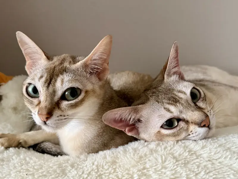 Кошки - Продам котов сингапурской породы - Вся Беларусь - Фото 3 Продам котов сингапурской породы - Вся Беларусь - 236962 - Доска объявлений Kupika.by - Фото 3