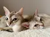 Кошки - Продам котов сингапурской породы - Вся Беларусь - Фото 3 Продам котов сингапурской породы - Вся Беларусь - 236962 - Доска объявлений Kupika.by - Фото 3