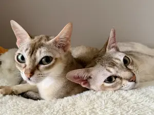 Продам котов сингапурской породы