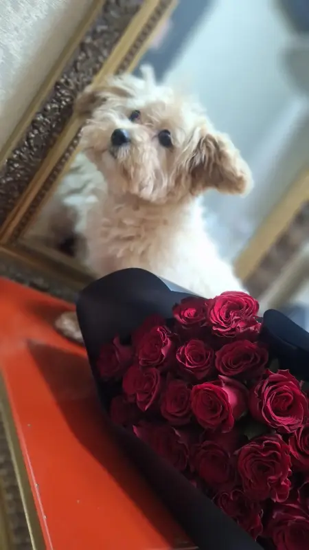 Собаки - Девочка мальтипу мни ф1 - Вся Беларусь - Фото 2 Девочка мальтипу мни ф1 - Вся Беларусь - 237678 - Доска объявлений Kupika.by - Фото 2