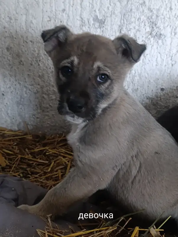 Собаки - Щенки - Вся Беларусь - Фото 3 Щенки - Вся Беларусь - 237522 - Доска объявлений Kupika.by - Фото 3