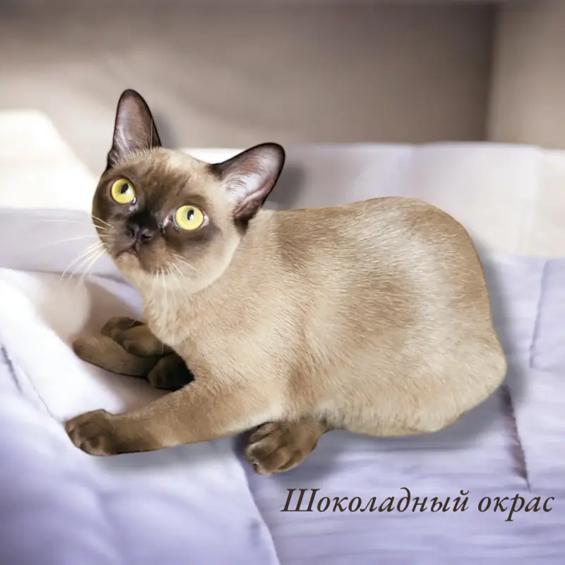 Американская бурма - Вся Беларусь - 236509 - Доска объявлений Kupika.by - Фото 8