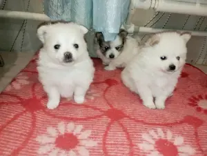 Померанский шпиц